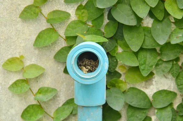 Vodní dýmka nepoužívá a mexické daisy lezení na stěně v zahradě — Stock fotografie