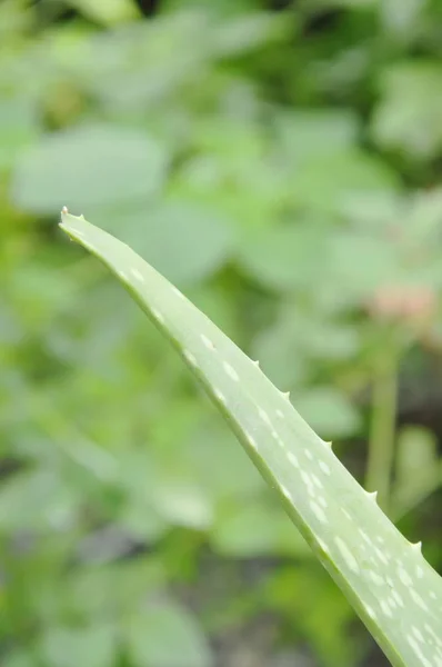 Erba foglia di aloe vera per alleviare le ferite da ustione nel giardino del cortile — Foto Stock