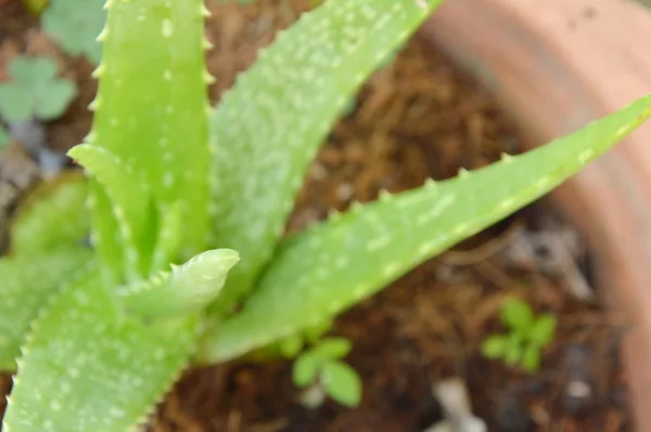 Aloe vera blad Ört lindra brännskador i blomkruka — Stockfoto