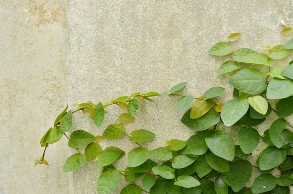 Mexicaanse daisy klimmen op cement muur in achtertuin tuin — Stockfoto
