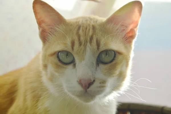 Retrato de cara de gato de gengibre em casa — Fotografia de Stock