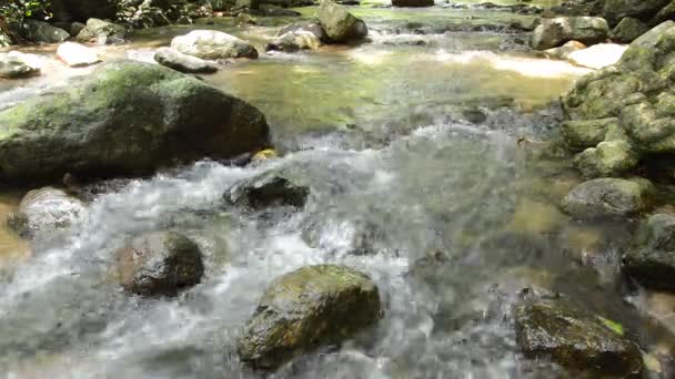 Floden flyter och träff rock på katarakt i skogen — Stockvideo