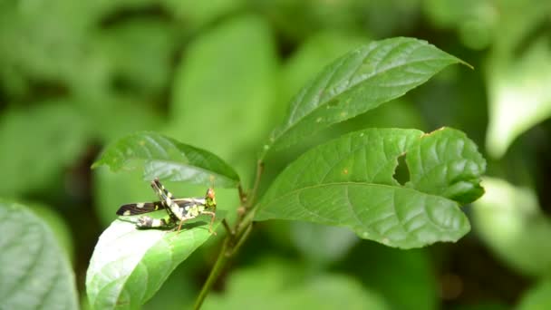 Hak Wskazówka małpa grasshopper z kolor żółty i czarny, wiszące nadal na liść w drewnie — Wideo stockowe