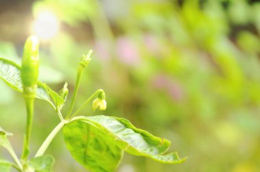  arka bahçede çiçek açan chili çiçek