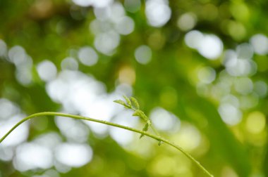  damla su bahçe Ivy yaprak üzerinde