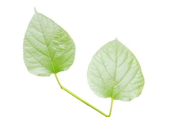 Gyümölcs eperfa levél fehér háttér textúra — Stock Fotó