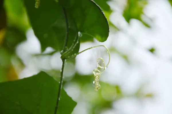 Капля воды на ветке плюща тыквы во дворе сада — стоковое фото