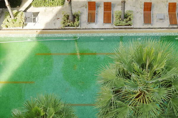  top view of swimming pool decoration with palm tree