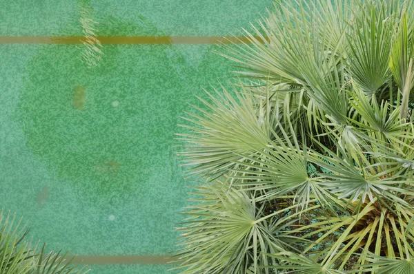 Décoration de palmiers dans la piscine — Photo