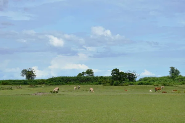 Vaca alimentación hierba en el campo en Tailandia campo —  Fotos de Stock