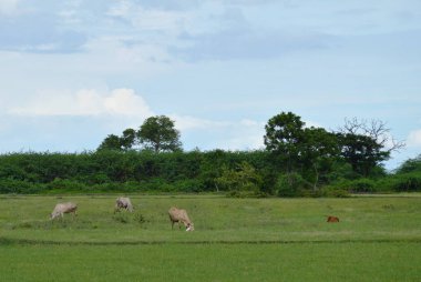  inek ve Tayland kırsal alanda çim besleme buzağı