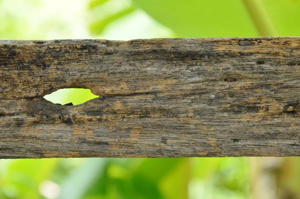 Old wooden fence with crack hole in garden — Stock Photo, Image