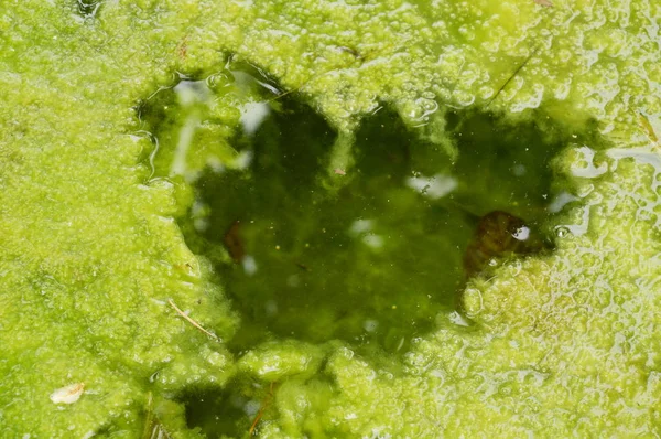 water weed floating look like heart shape on pond