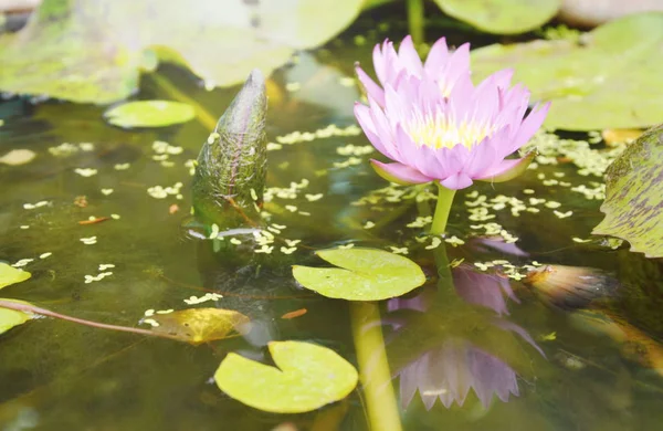 Purple lotus water lily flower and reflection blooming in water — Stock Photo, Image