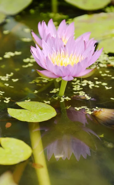 Lila Lotus Seerose Blume und Reflexion blüht im Wasser — Stockfoto