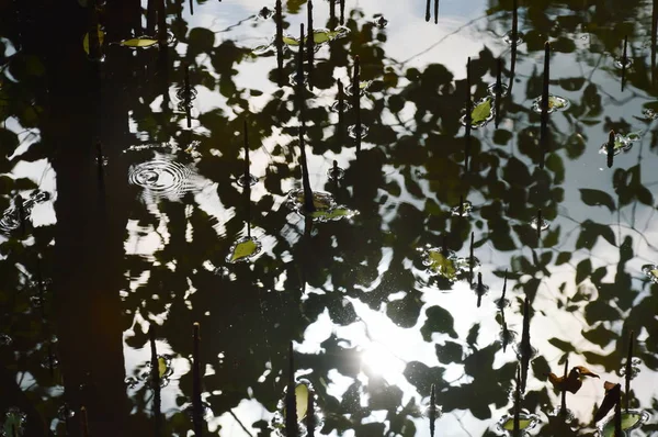 Réflexion de la lumière du soleil et ondulation sur l'eau dans la forêt de mangroves — Photo