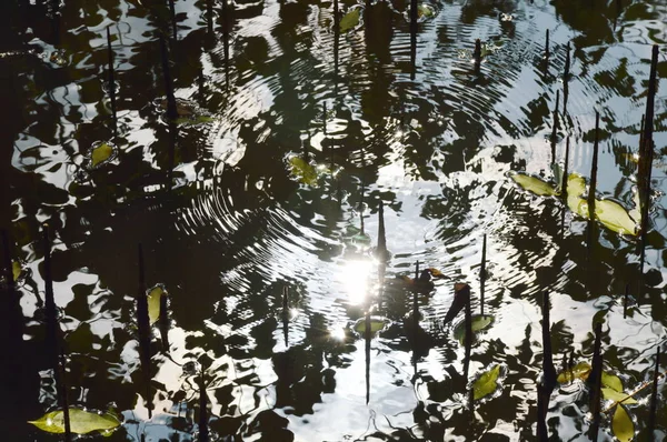 Reflexão da luz solar e ondulação na água na floresta de manguezais — Fotografia de Stock