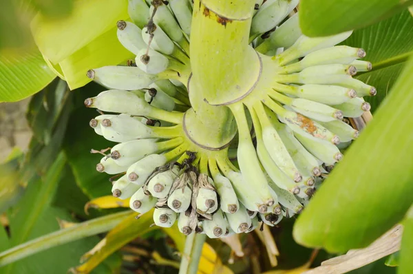 Vista superior del plátano en la rama de cultivo en la granja — Foto de Stock