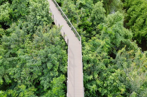 Passerelle en bois pour la vue sur la forêt — Photo