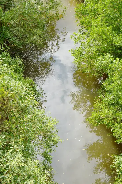 Canal que flui através da floresta de mangue com reflexo de nuvem e céu — Fotografia de Stock