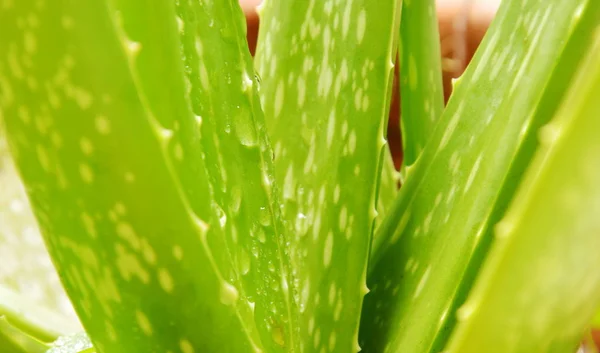 Droppe vatten på aloe vera blad Ört lindra brännskador — Stockfoto