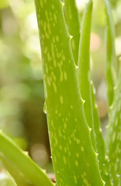 Vattendroppe på aloe vera blad ört för lindra brännskador — Stockfoto