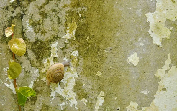 Escargot rampant lentement à côté de la marguerite mexicaine sur le mur — Photo