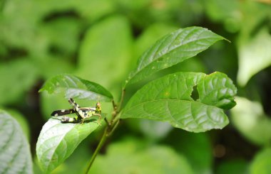  kanca uçlu maymun çekirge yaprağı ahşap asılı sarı ve siyah renkle