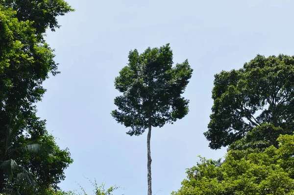 Árbol grande en el bosque en el fondo del cielo brillante —  Fotos de Stock