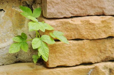  çatlamak tuğla sütun delik küçük bitki büyüme