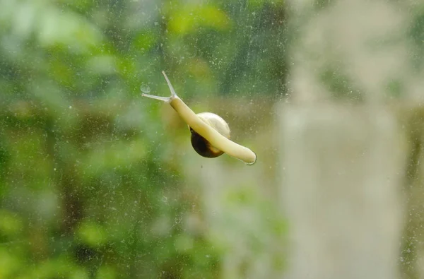 Escargot rampant lentement sur porte vitrée avec fond de jardin — Photo