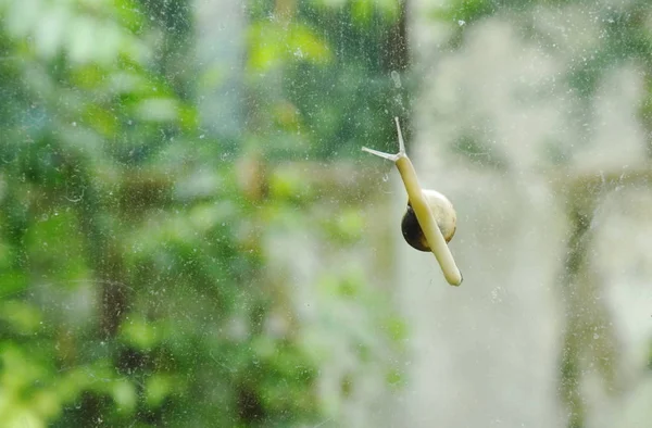 Escargot grimpant lentement sur porte vitrée avec fond de jardin — Photo