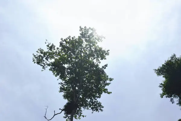 Gran algodón de seda blanca o árbol kapok en la luz del sol y el fondo del cielo en el bosque — Foto de Stock