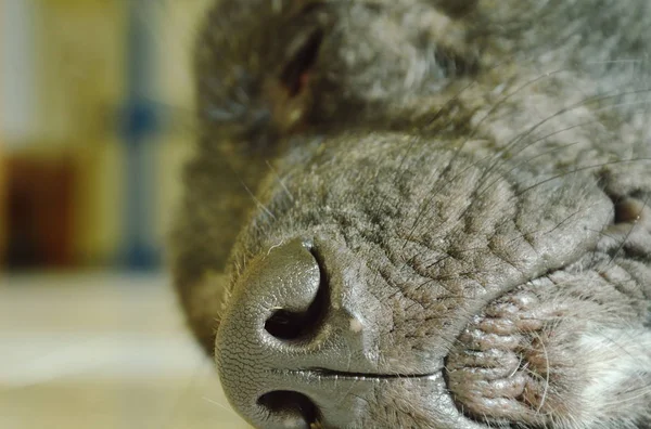 Negro perro nariz durmiendo en casa piso — Foto de Stock