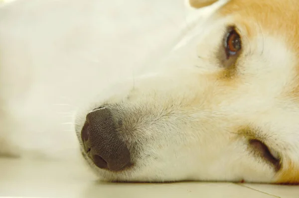 white dog nose sleepy on tile floor