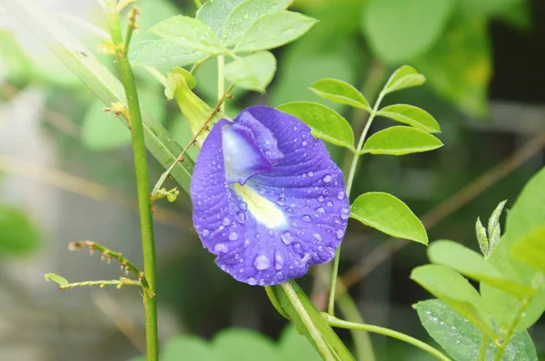 Flor púrpura de guisante mariposa floreciendo en jardín patio trasero — Foto de Stock