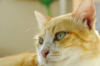  zencefil kedi yüz portre içinde ev