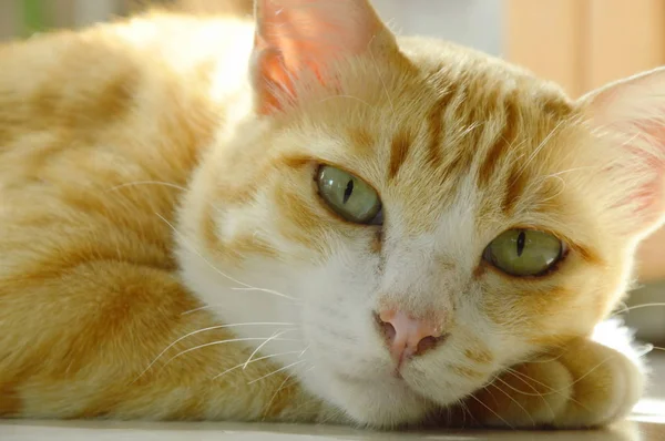 Gengibre gato que coloca e relaxar no chão telha casa — Fotografia de Stock