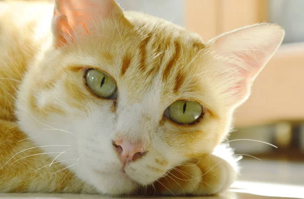 Narancssárga macska megállapításáról és pihenjen a hazai csempe padló — Stock Fotó