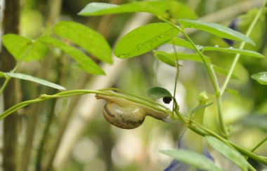   yavaş yavaş sarmaşık dalı bahçesinde üzerinde tırmanma salyangoz