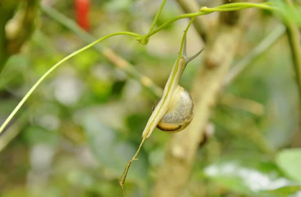 Lumaca appesa al ramo di edera in giardino — Foto Stock