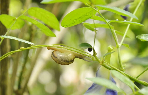 Escargot accroché à la branche de lierre dans le jardin — Photo
