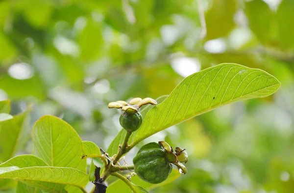 Crecimiento de guayaba en la rama en el jardín — Foto de Stock
