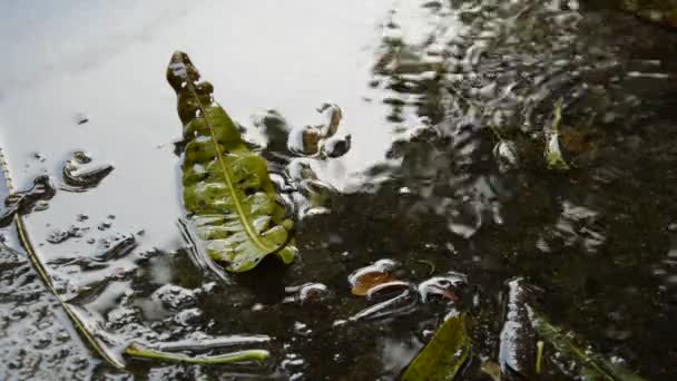 Hoja de mango seca cayendo sobre el suelo de cemento y lluvia cayendo — Vídeo de stock