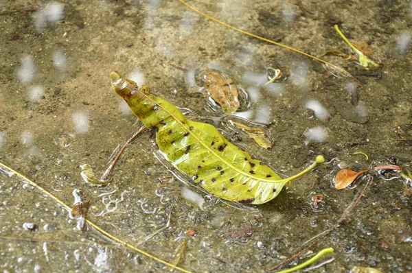 Сухой лист манго падает на цементную землю и падает дождь — стоковое фото