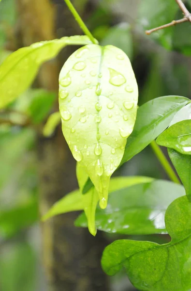 Druppel water op het wilde water plum blaadje na regen in de tuin — Stockfoto