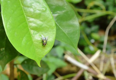 oryantal meyve sineği Bahçe yaprak asılı