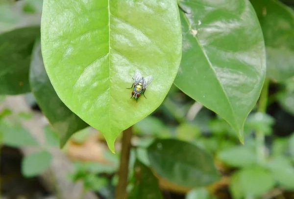 Oriental mosca de la fruta colgando en la hoja en el jardín —  Fotos de Stock