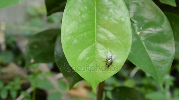 Oriental fruit fly hanging and stuck on leaf while wind blowing in garden — Stock Video