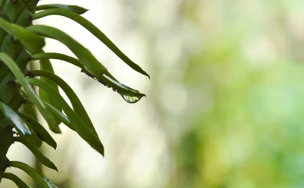 Wassertropfen auf Kakteenblatt im Garten — Stockfoto